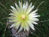 Leuchtenbergia principis