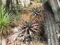 Leuchtenbergia principis