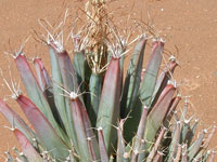 Leuchtenbergia principis