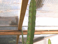 Leptocereus quadricostatus