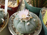 Lophophora williamsii