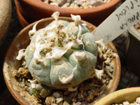 Lophophora williamsii