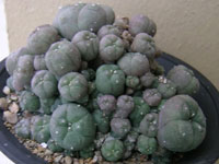 Lophophora williamsii