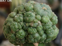 Lophophora williamsii