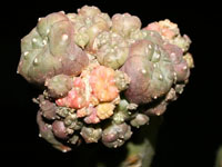 Lophophora williamsii