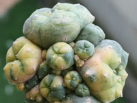 Lophophora williamsii