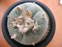 Lophophora williamsii