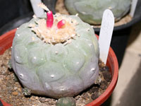 Lophophora williamsii