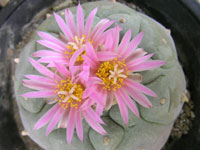 Lophophora williamsii