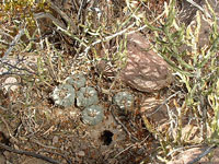 Lophophora williamsii