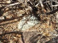 Lophophora williamsii