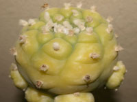 Lophophora williamsii