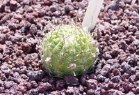 Echinopsis backebergii