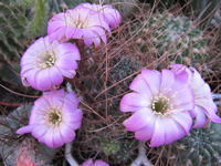 Echinopsis backebergii