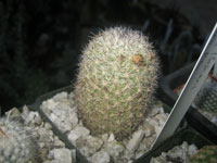 Mammillaria albicans