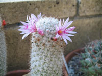 Mammillaria albicans