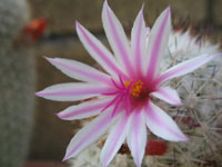 Mammillaria albicans