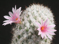 Mammillaria albicans