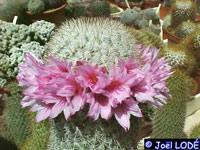 Mammillaria albicans