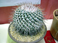 Mammillaria amajacensis