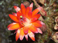 Matucana aurantiaca