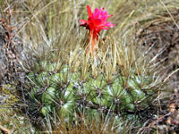 Matucana aurantiaca