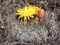 Matucana aureiflora