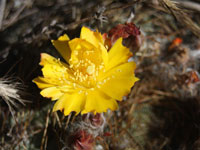 Matucana aureiflora