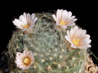 Mammillaria aureilanata