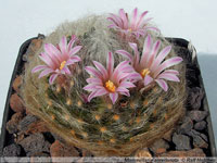 Mammillaria aureilanata