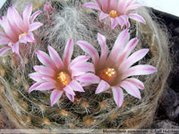 Mammillaria aureilanata