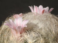 Mammillaria aureilanata