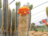 Micranthocereus auriazureus