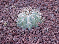 Melocactus azureus