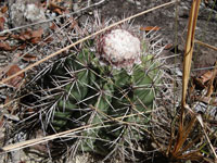 Melocactus bahiensis