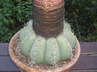 Melocactus bahiensis