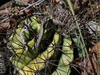 Melocactus bahiensis