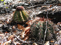 Melocactus bahiensis