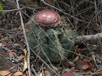 Melocactus bahiensis