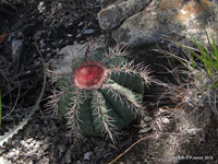 Melocactus bahiensis