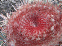 Melocactus bahiensis