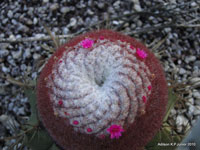 Melocactus bahiensis