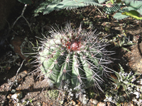 Melocactus oreas