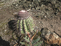 Melocactus oreas