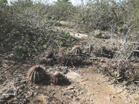 Melocactus oreas