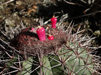 Melocactus oreas