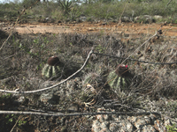 Melocactus oreas