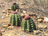 Melocactus bahiensis