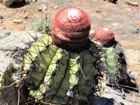 Melocactus bahiensis