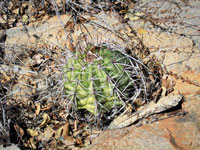 Melocactus bahiensis